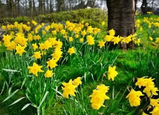 https://cf.ltkcdn.net/garden/images/slide/193884-668x510-Daffodils-flowers.webp