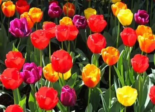 Fotografie sezónnych jarných kvetov