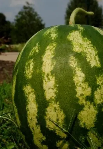 https://cf.ltkcdn.net/garden/images/slide/112077-565x850-Watermelon.webp