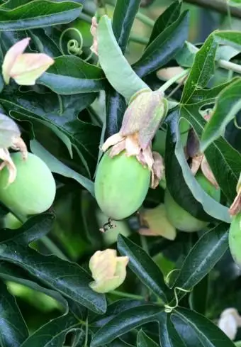 https://cf.ltkcdn.net/garden/images/slide/112079-566x848-Passion-Fruit-Plant.webp
