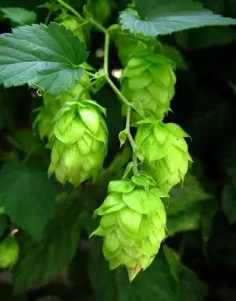 https://cf.ltkcdn.net/garden/images/slide/112081-600x800-Hops-Plant.webp
