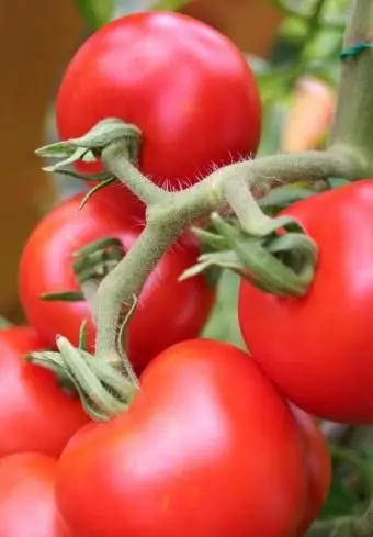 https://cf.ltkcdn.net/garden/images/slide/112083-566x848-Tomatoes-on-Vine.webp