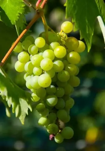 אילו פירות גדלים על גפנים