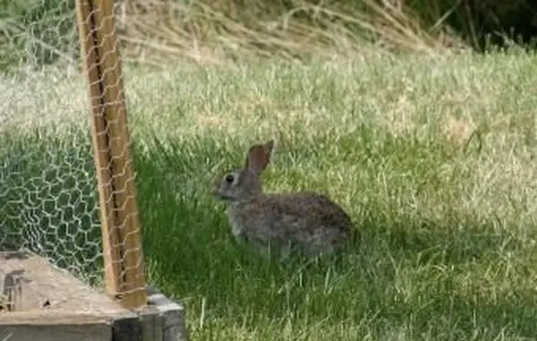 Recinzione da giardino a prova di coniglio