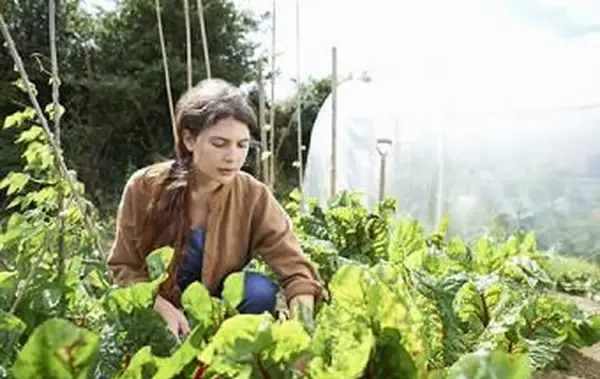 Femme s'occupant des légumes