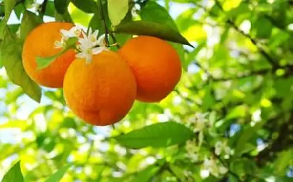 Naranjas crecen en árboles