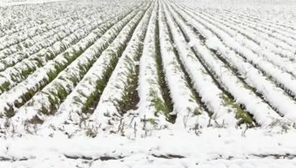 sulcos de cenouras cobertos de neve