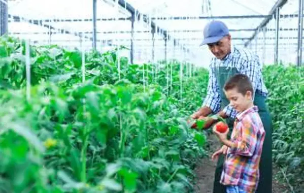 Couve Congelada Crescendo Ao Ar Livre