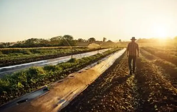 Zona 8 de jardinagem do USDA