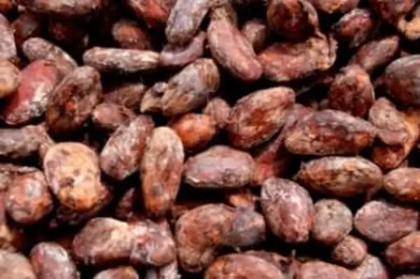Semi di cacao