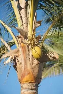 ¿De dónde vienen los cocos?