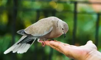 Simbolismo spirituale delle colombe in lutto: dal dolore alla grazia