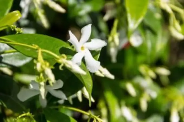 Jasmin étoilé en croissance