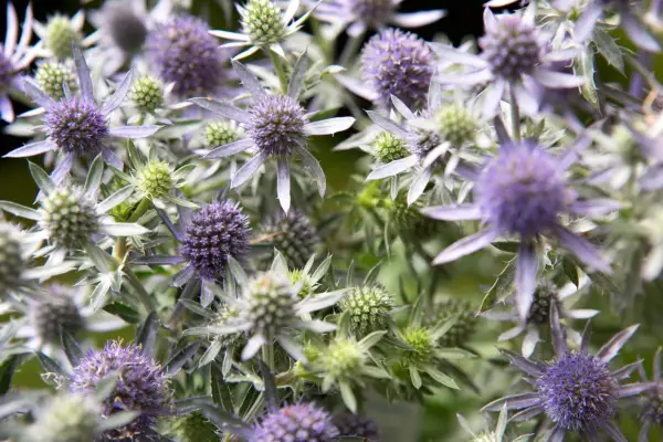 Spiky, blue sea holly flowers