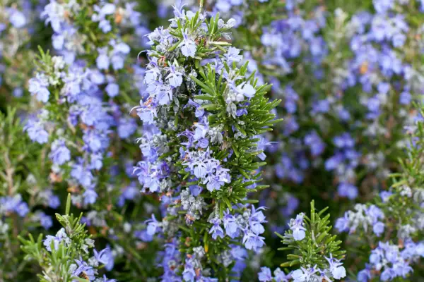 Rosemary