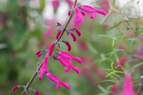 Softwood cuttings - salvia