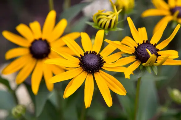 Yellow coneflower 