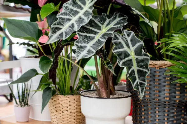 A selection of house plants