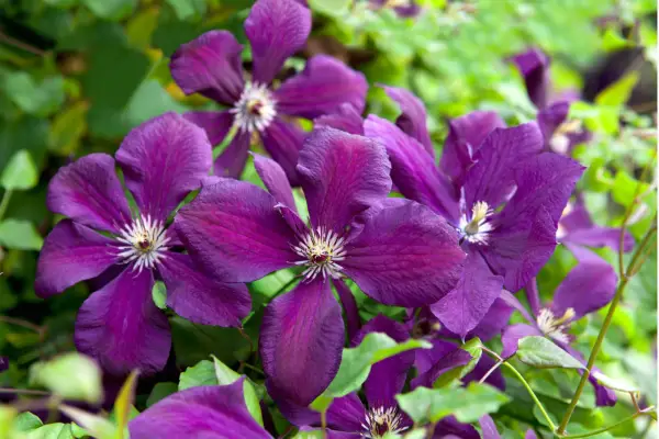 Purple clematis flowers