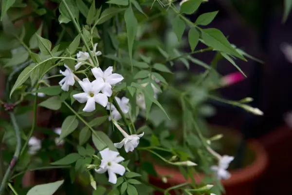 How to grow jasmine - poet