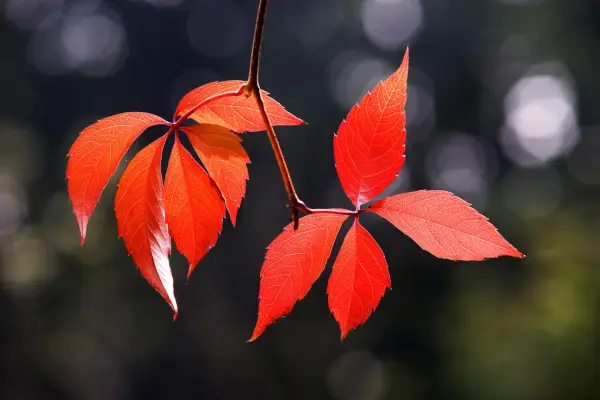 How to grow Virginia creeper