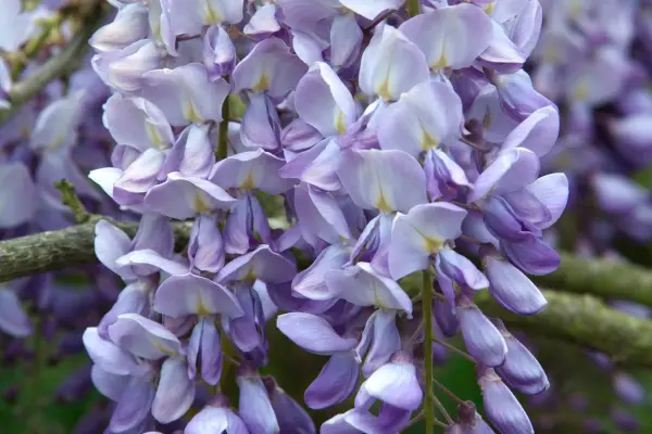 How to grow wisteria