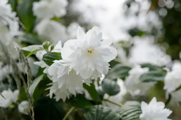 How to grow mock orange - Philadelphus 
