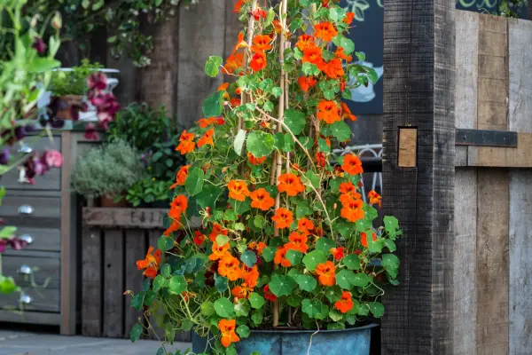How to grow nasturtiums