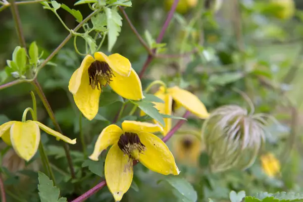 How to grow clematis - Clematis tangutica