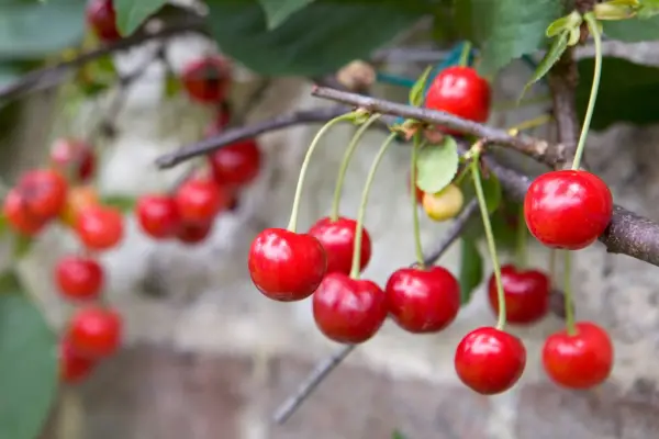 How to grow cherries