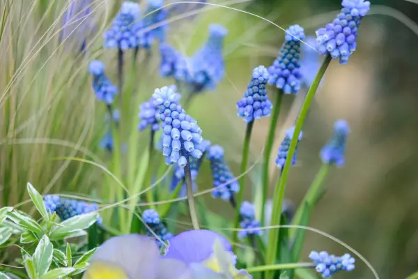 Grape hyacinth flowers