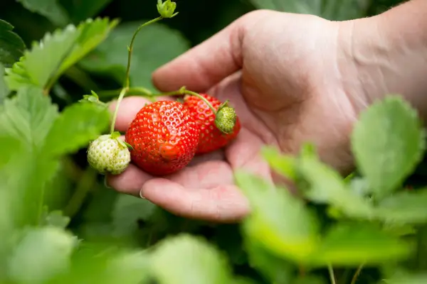 How to grow strawberries – picking a ripe strawberry