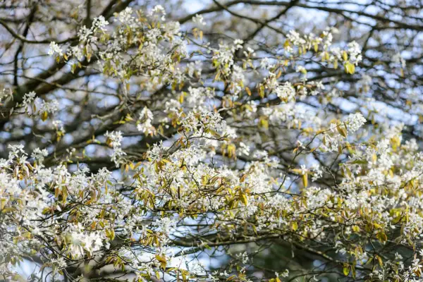 העצים הטובים ביותר של אמלנצ'ייר