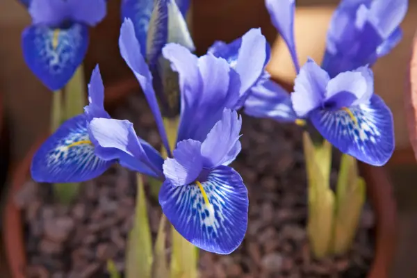 Reticulate iris 