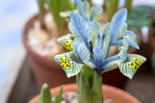 Reticulate iris 