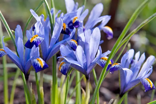 Spring flowers - reticulate iris 