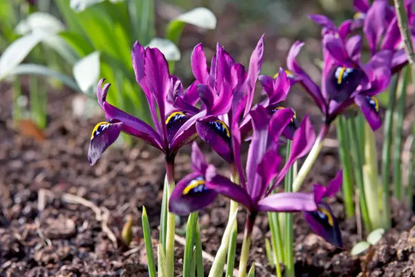 Reticulate iris 