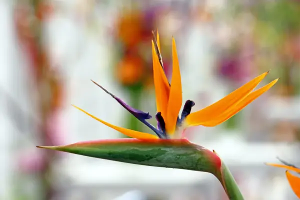Bird of paradise flower. Getty Images