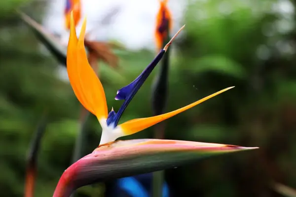 Bird of paradise, Strelitzia reginae, in flower. Photo: Getty Images.
