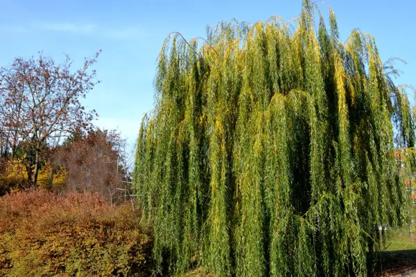 Weeping willow growing in a garden. Getty Images