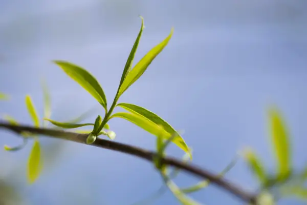 Close up view of the end of a weeping willow branch with newly sprouted leaves. Getty Images