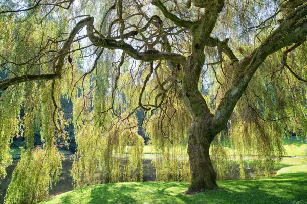 Salix babylonica (weeping willow tree). Getty Images