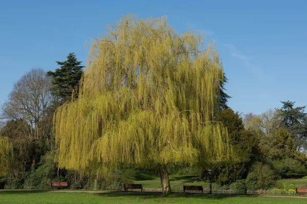 Weeping willow tree (Salix x sepulcralis 