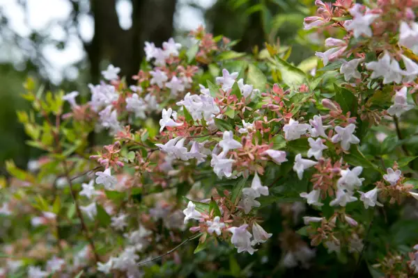 Abelia x grandiflora 