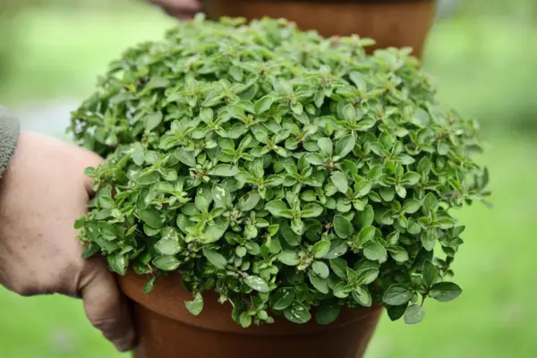 Protecting herbs in winter - weighing the pot to see if it needs watering