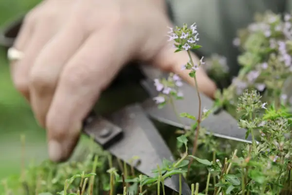 Protecting herbs in winter - pruning evergreen herbs into a dome shape