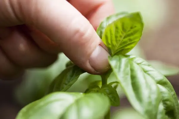 Protecting herbs in winter - harvesting basil