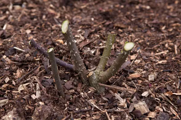 A hard-pruned hybrid tea rose