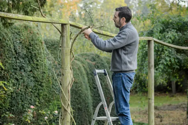Pruning and tying in a climbing rose