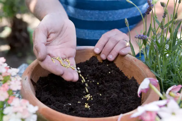 Adding slow-release fertiliser to the compost